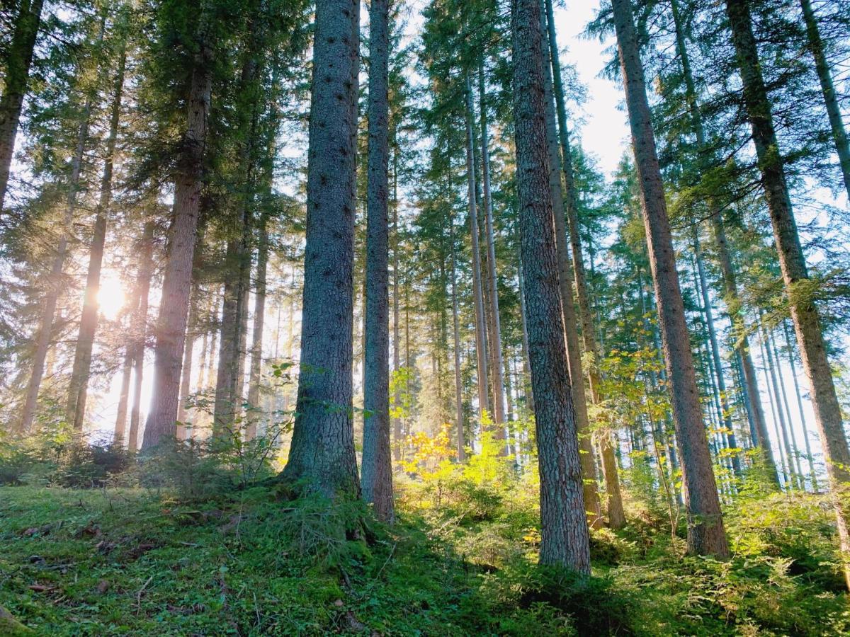 Ausseerhaus Im Gruenen Aussere Kainisch Eksteriør bilde